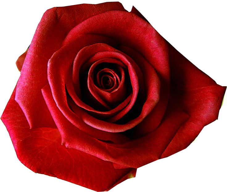 Róża miłości